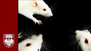 Researchers in neuroscience find that rodents show empathetic behavior toward each other