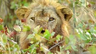 The Importance of Biodiversity for Ecosystems