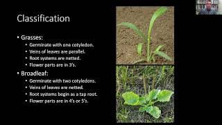 Classifications of Landscape Weeds